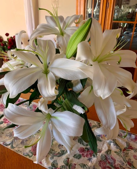 Dance Exercise, Nia, Nia online, San Jose Virtual classes, Nia Teacher, Nia Class, Nia San Jose, Nia workout, Nia, Gentle Yoga, Group Ex classes, Nia Technique, Yin Yoga, stretch classes, online exercise, Zoom classes, virtual yoga, City of San Jose online exercise, live classes via Zoom